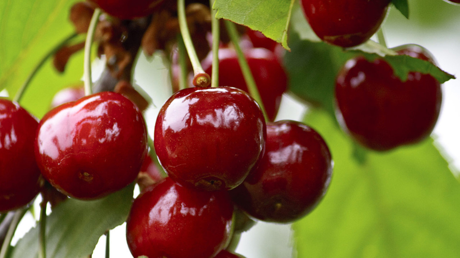 CHERRIES
