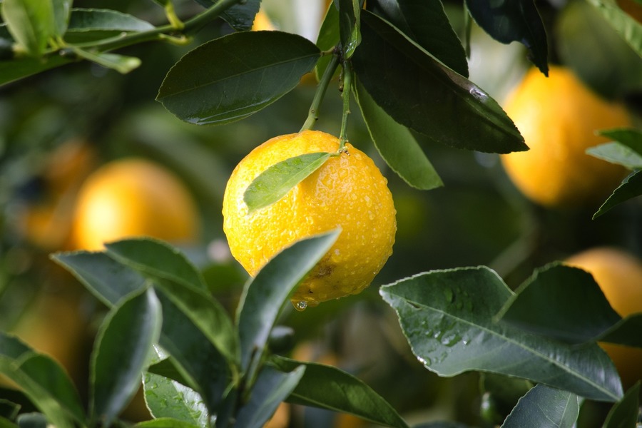 LEMON