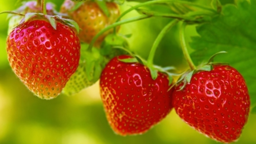 STRAWBERRIES