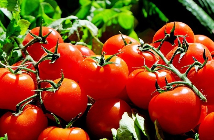 TOMATOES